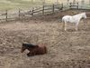 Filename=maresinpaddock.jpg
Filesize=168KB
Dimensions=666x500
Date added=Apr 04, 2007 maresinpaddock.jpg