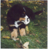 Filename=mic3c.gif
Filesize=22KB
Dimensions=221x226
Date added=Aug 30, 2007 mic3c.gif
