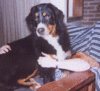Filename=miceichairtwo.gif
Filesize=20KB
Dimensions=215x196
Date added=Aug 30, 2007 miceichairtwo.gif