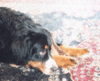 Filename=michead.gif
Filesize=15KB
Dimensions=199x162
Date added=Aug 30, 2007 michead.gif