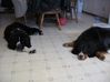 Filename=mictip.jpg
Filesize=54KB
Dimensions=600x449
Date added=Aug 27, 2007 mictip.jpg