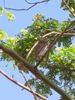 Filename=owl.jpg
Filesize=66KB
Dimensions=375x500
Date added=Mar 22, 2007 owl.jpg