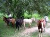 Filename=pasturecrossing.jpg
Filesize=54KB
Dimensions=600x449
Date added=Jan 03, 2010 pasturecrossing.jpg