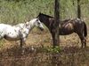 Filename=pasturepals.jpg
Filesize=511KB
Dimensions=1496x1122
Date added=Mar 20, 2007 pasturepals.jpg