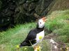 Filename=puffins2.jpg
Filesize=114KB
Dimensions=600x449
Date added=Aug 23, 2008 puffins2.jpg