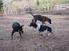 Filename=pups.jpg
Filesize=162KB
Dimensions=666x500
Date added=Mar 22, 2007 pups.jpg