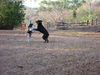Filename=pups2.jpg
Filesize=168KB
Dimensions=666x500
Date added=Mar 22, 2007 pups2.jpg