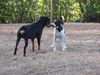 Filename=pups3.jpg
Filesize=154KB
Dimensions=666x500
Date added=Mar 22, 2007 pups3.jpg