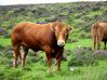 Filename=roadsidebull.jpg
Filesize=133KB
Dimensions=600x449
Date added=Aug 23, 2008 roadsidebull.jpg
