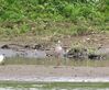 Filename=roseasttespoonbill.jpg
Filesize=112KB
Dimensions=603x500
Date added=Mar 22, 2007 roseasttespoonbill.jpg