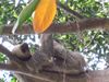 Filename=sloth.jpg
Filesize=363KB
Dimensions=1496x1122
Date added=Mar 20, 2007 sloth.jpg