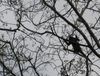 Filename=spidermonkey.jpg
Filesize=372KB
Dimensions=1476x1122
Date added=Mar 20, 2007 spidermonkey.jpg