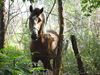 Filename=stallionforest.jpg
Filesize=693KB
Dimensions=1496x1122
Date added=Mar 20, 2007 stallionforest.jpg