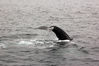 Filename=tail.jpg
Filesize=237KB
Dimensions=600x399
Date added=Jul 19, 2007 tail.jpg