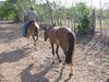 Filename=taillead.jpg
Filesize=793KB
Dimensions=1496x1122
Date added=Mar 20, 2007 taillead.jpg