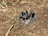 Filename=tarantulaandeggs.jpg
Filesize=443KB
Dimensions=1496x1122
Date added=Mar 20, 2007 tarantulaandeggs.jpg