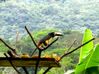 Filename=toucan.jpg
Filesize=44KB
Dimensions=700x524
Date added=Jan 03, 2010 toucan.jpg