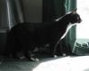 Filename=tux1.jpg
Filesize=49KB
Dimensions=600x484
Date added=Jan 26, 2008 tux1.jpg