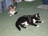 Filename=tux2grey1.jpg
Filesize=152KB
Dimensions=800x600
Date added=Jan 26, 2008 tux2grey1.jpg