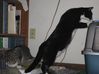 Filename=tuxgrey.jpg
Filesize=55KB
Dimensions=600x449
Date added=Jan 26, 2008 tuxgrey.jpg